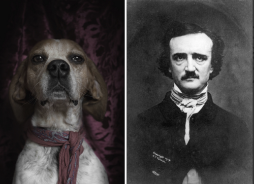 ipoenoticias: iclassicscollection:      Photographer Dan Bannino juxtaposes photographs of dogs that resemble famous writers. His project, which is called #POETICDOG, aims to draw attention to the needs of abandoned dogs in shelters, and to help raise