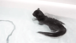 countdankula:  seraphphoenix:  STOP WHAT YOURE DOING. THERES A KITTY SWIMMING ON