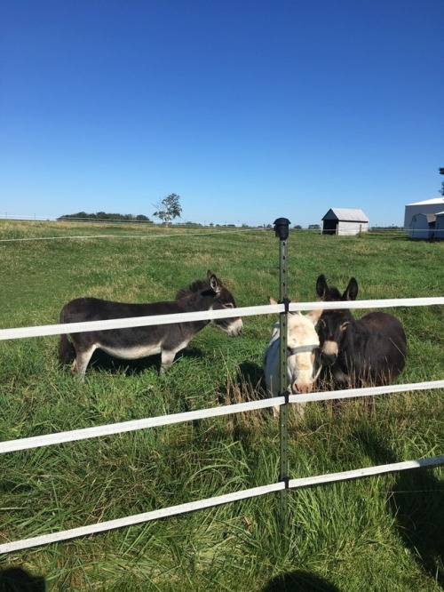 It was Tigers first time seeing donkeys today. She managed to smush herself down into the bottom of 