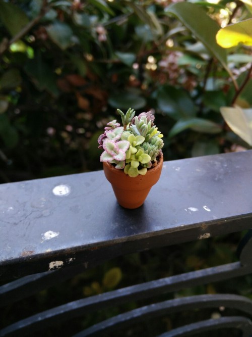 succulentsandsuch:A tiny terracotta garden.