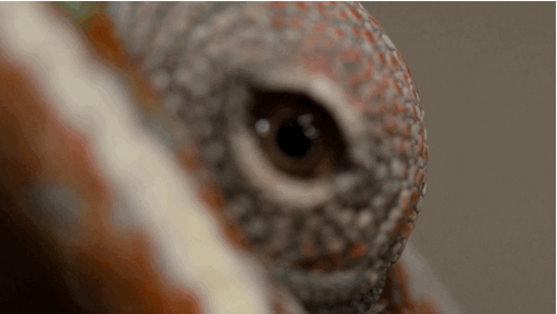 npr:  kqedscience:    Chameleons don’t change color to match their environment;