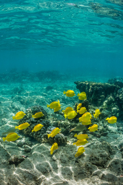 catxlyst:  School of Yellow Tang along Coral Reef off Big Island of Hawaii (by Lee Rentz)