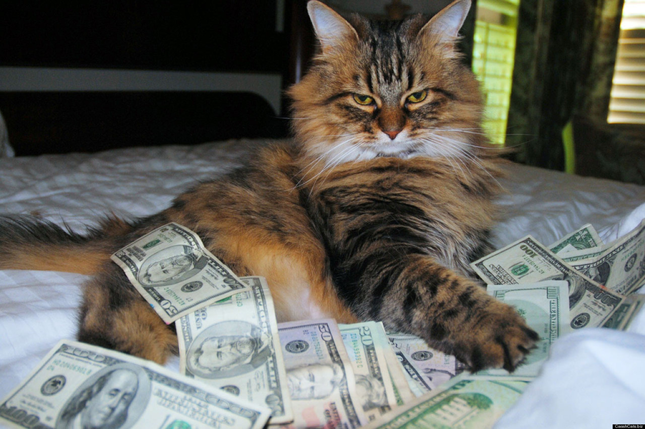 fushark:  hitpass:  prescriptionquality:  alxbngala:  Money Cats masterpost,   to