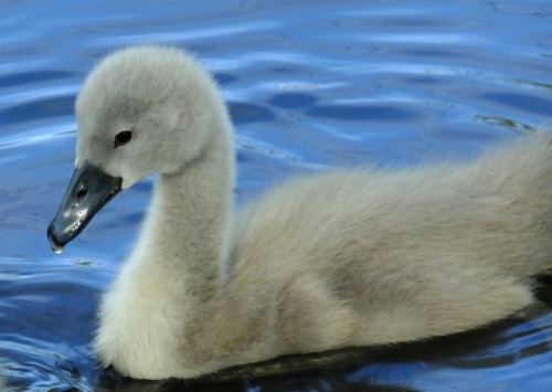 New life for the spring - mummy and daddy swan with their very gorgeous baby cygnets, still at the a