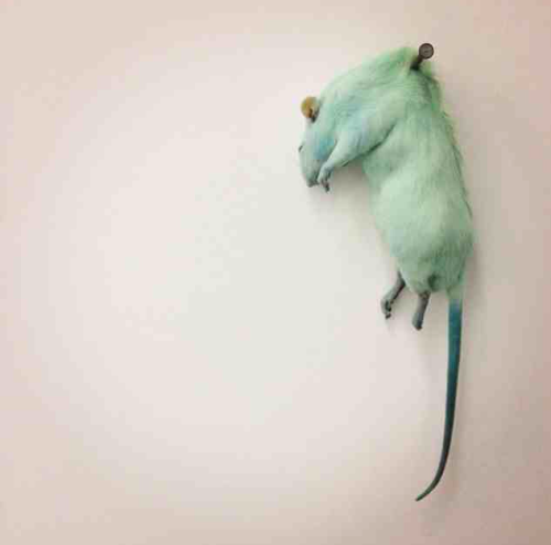 There is a rat nailed to my wallWhilst I was stuffing a rat to look very alike to the pink rat to 