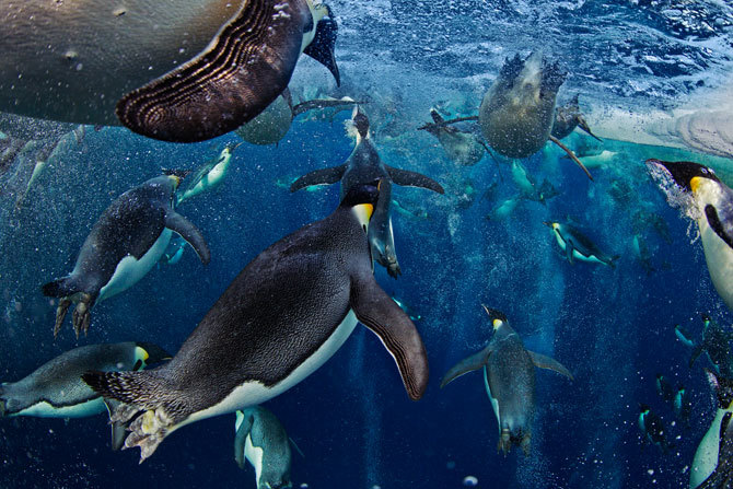 awkwardsituationist:  april 25 is world penguin day. two recently published studies