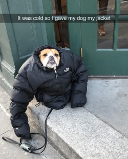 tastefullyoffensive:Dog’s not hot. (via joeboyib)