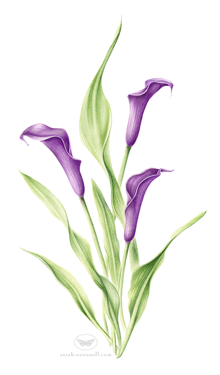 sarah-oconnell:Purple Zantedeschia. Completed with watercolor and colored pencils on Fabriano paper.
