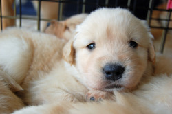 labradork829:  4-week-old Golden Retriever puppies who are all future Leader Dogs for the Blind. 