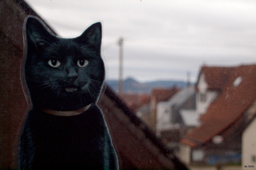 johbeil:The wardenCat decal to prevent birds from flying into the window. It’s Caturday again!