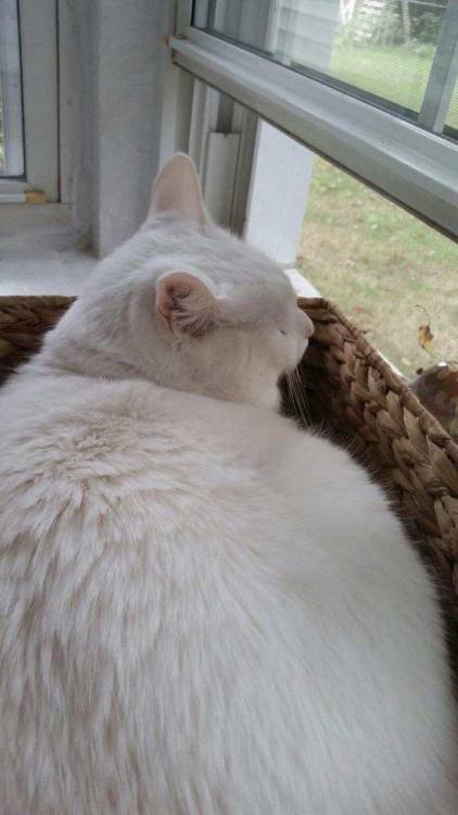 Porn cats-are-true-love:  Penny found a new basket photos