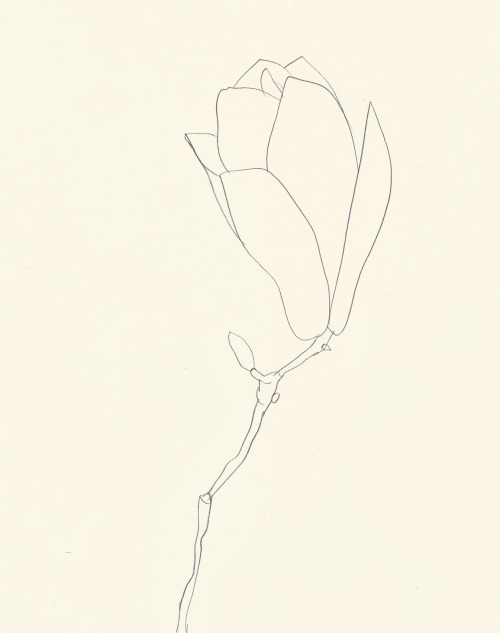 likeafieldmouse:  Ellsworth Kelly - Plant Drawings (1960-91) 1. Sweet Pea 2. Sunflower 3. Magnolia 4. Fig 5. Tulip 6. Wild Grape 7. Last Lily 