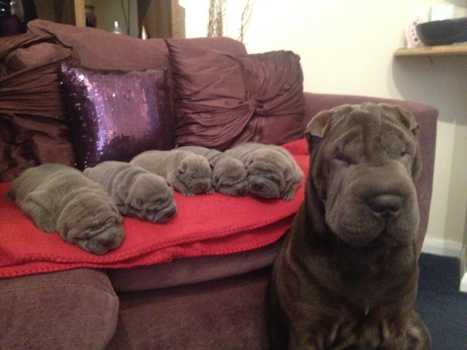 two-in-times-of-peace:  scarygoddess:  I, a big wrinkle, made all of these smaller