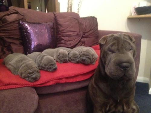 chloerayne:scarygoddess:I, a big wrinkle, made all of these smaller wrinkles.I have tried countless 