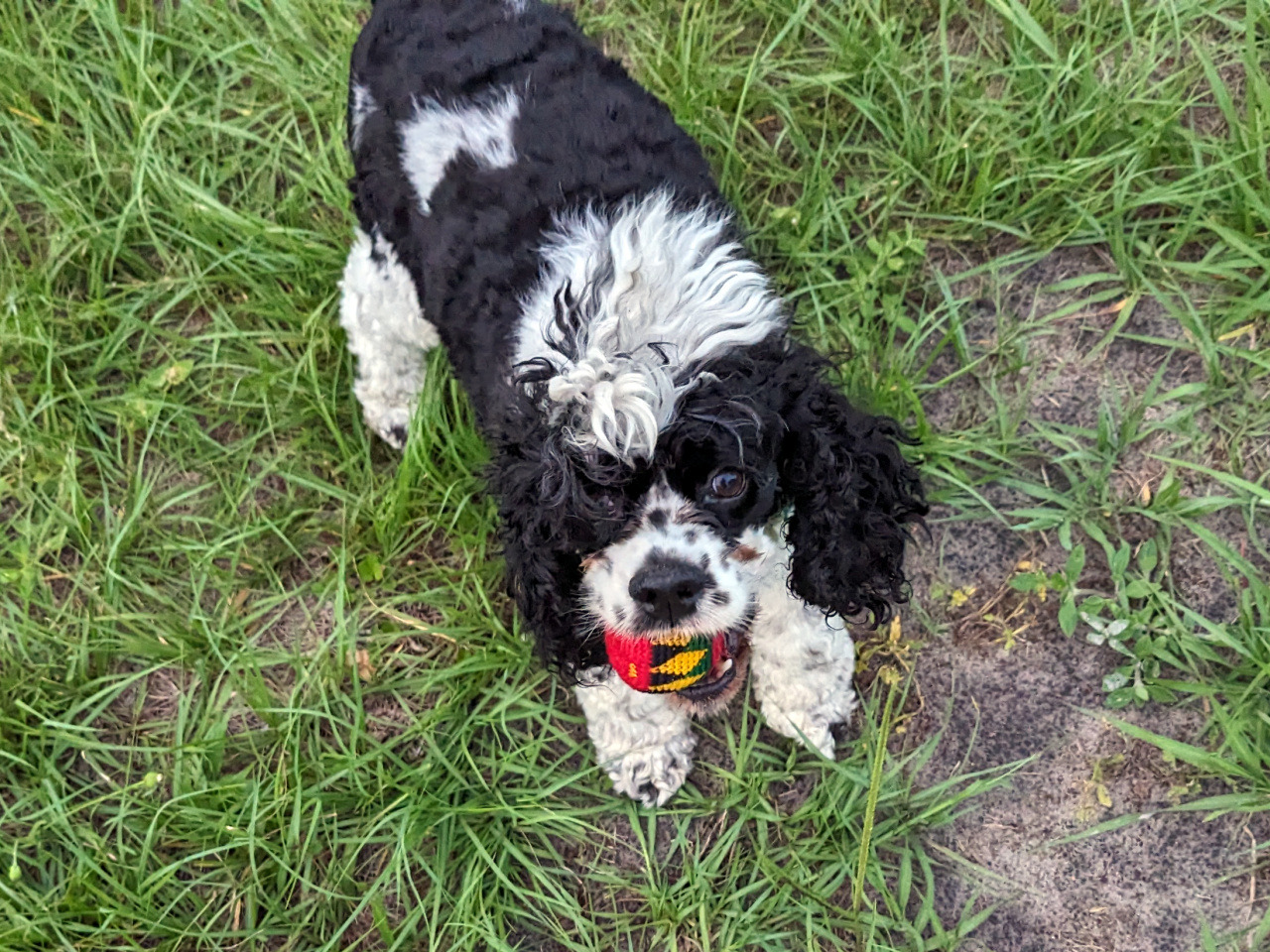 Tristan the black and white cocker spaniel, looking up at me, holding a scented hackey sack from a game of "Go Find"