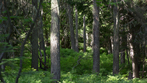 lobo-de-luna: spot the deer6-25-14