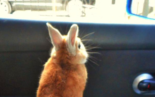 fernfantasy: the-awesome-quotes: This Bunny Understands Short People Problems muffycrosswireaestheti