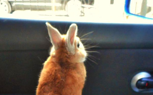 thefingerfuckingfemalefury:  the-awesome-quotes:    This Bunny Understands Short People Problems   Me as a bun…