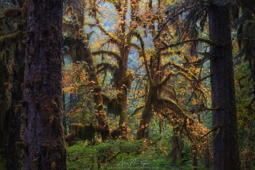 silvaris:Farore’s Spirit by Alex Noriega