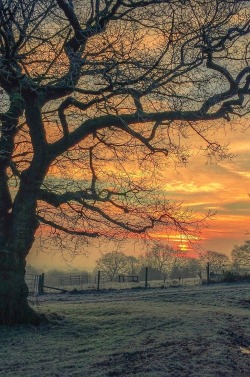 lmmortalgod:  Frosty Morning by Instoonpic