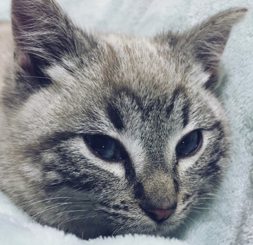dawnewitch:My adorable little one.. Luna. The second I looked int her eyes that’s the only name I fe