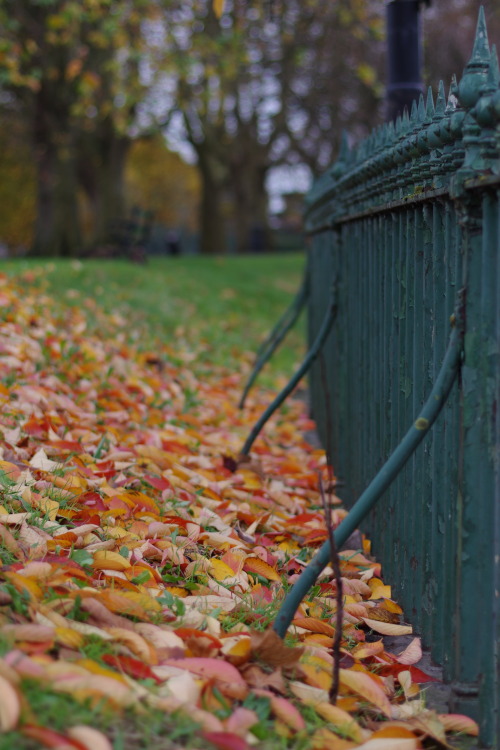 A walk in the parkFor @photosworthseeing No edit Friday