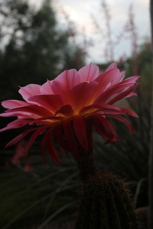 cactguy:Trichocereus / underexposed