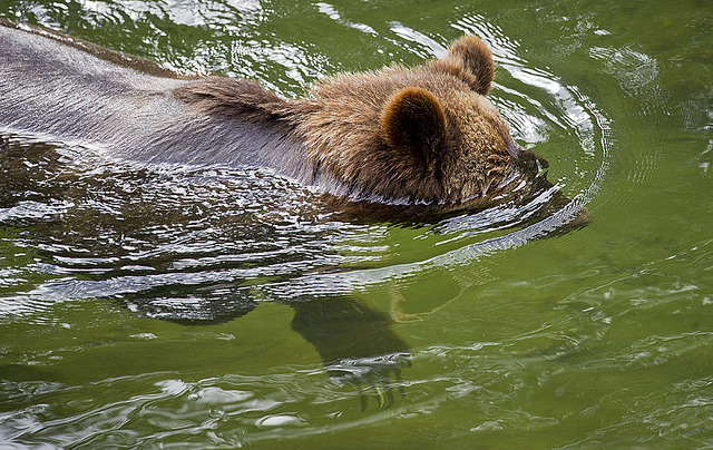 valscrapbook:  Grizzly Bear 11 by Dan Newcomb Photography on Flickr.