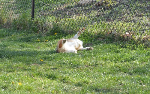 vegasthecorgi:  “Oh… hello.” adult photos