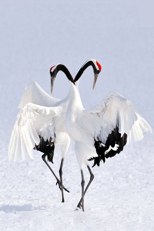 spiritwishes:The red-crowned crane, also called the Japanese crane, is a large east