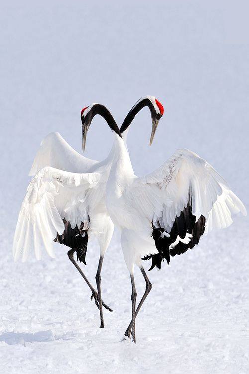 spiritwishes:The red-crowned crane, also called the Japanese crane, is a large east Asian crane and among the rarest cranes in the world. In some parts of its range, it is known as a symbol of luck, longevity and fidelity