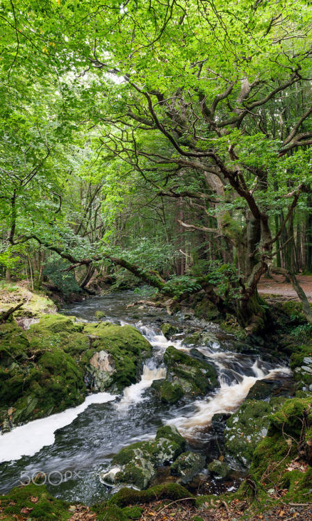 silvaris:Tollymore Forest Park by Luca Bortolossi