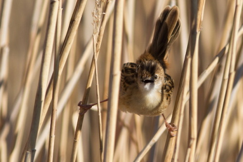 ZITTING CISTICOLA(Cisticola juncidis)Idre, M. 2014. “Cisticole des joncs”FranceIf you’ve been follow