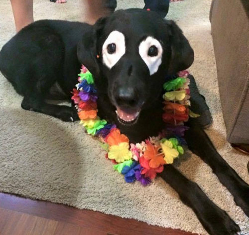 lab’s awesome maskThis is Rowdy, a 13-year-old black lab. He recently began loosing pigmentation in 