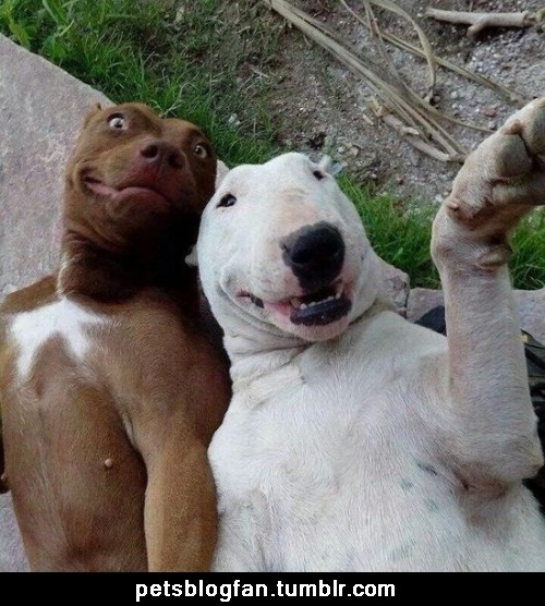 For more pets photos: petsblogfan.tumblr.com