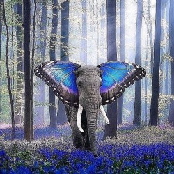 I love elephants and butterflies! So pretty!