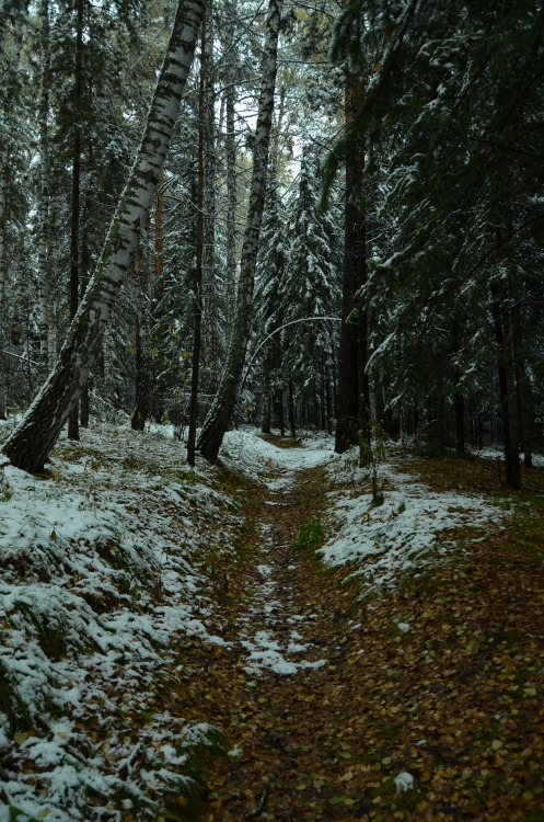 First snow. Novosibirsk.