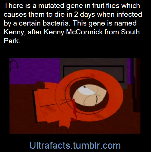 ultrafacts:  There is a running gag on the show “South Park” where Kenny McCormick