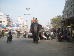 Elephant in Indore, India