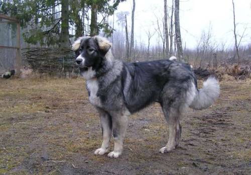 livestockguardiangod:Carpathian Shepherd Dog, source.