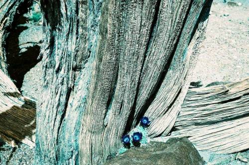 lomographicsociety: American Southwest Landscapes in Turquoise XRHow do you bring a fresh perspectiv