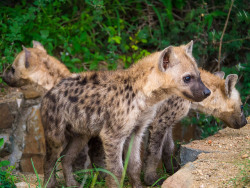 thepredatorblog:  Baby hyenas (by Simon Pierce