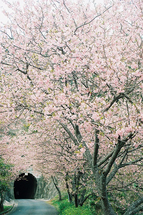 e4rthy:Cherry Blossom Tunnel by Hinata   