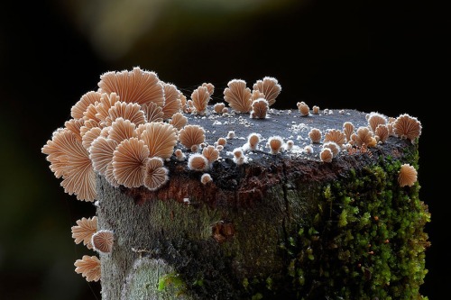 maxlikesit:  A Magical World Of Rare Mushrooms Revealed By Steve Axford