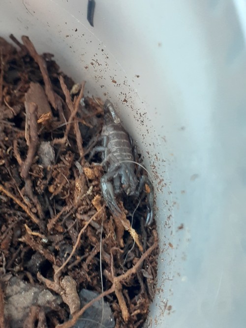 Baby Scorpions Photodump