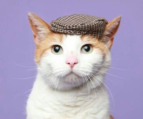 snootyfoxfashion:Hats For Cats from ToScarboroughFair x / x / x / x / xx / x / x / x / x