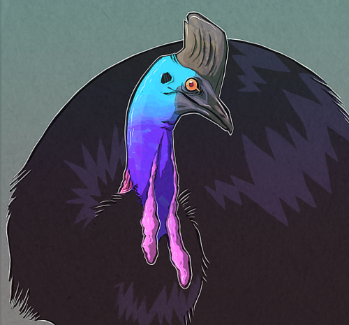 proteusolm:Be wary! Local bird is going to kick you to death.Cassowary are pretty neat and also terr
