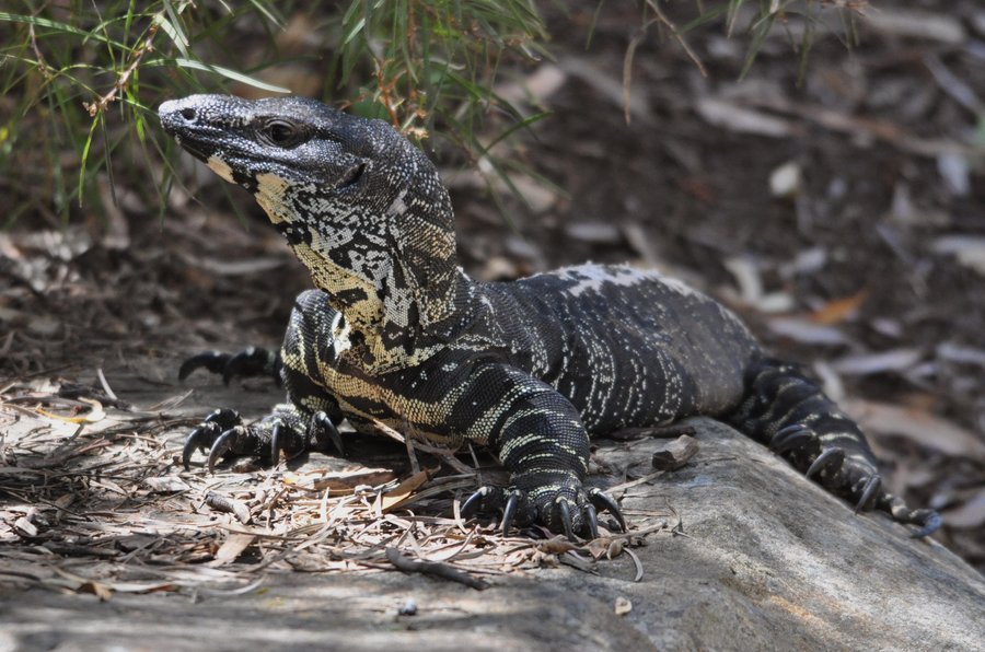 reptilesrevolution:  Lace Monitor Lizards 