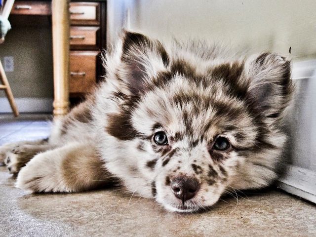 lolcuteanimals:  Pomeranian/Australian Shepard Mix… interesting coloration. 