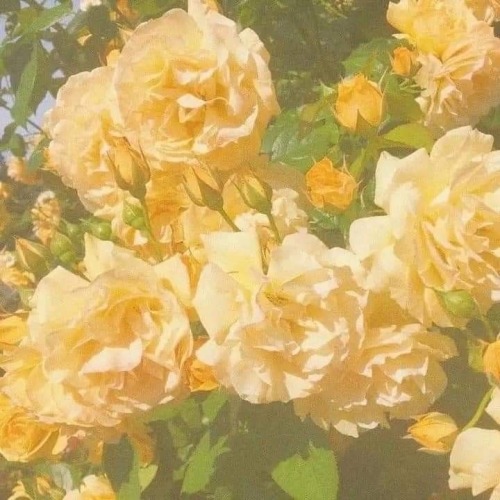 sunlit-flower-field - Carrie